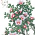 무궁화(미니)(PK500_MI3704)